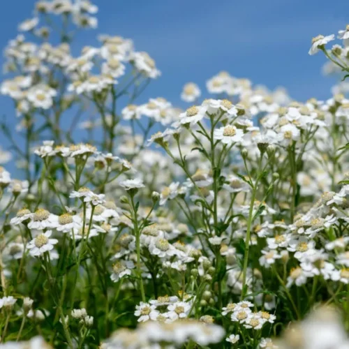 Achillea ptarmica