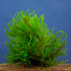 Fontinalis antipyretica