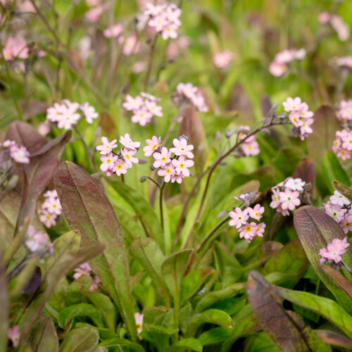 Myosotis scorpioides Pinkie