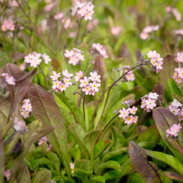 Myosotis scorpioides Pinkie