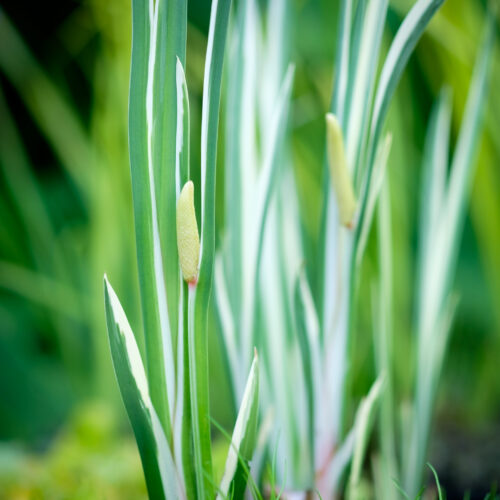 Acorus calamus Variegatus