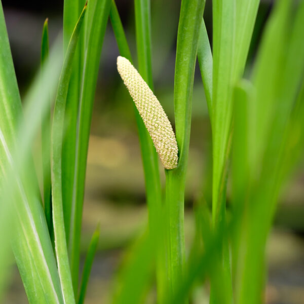 Acorus calamus