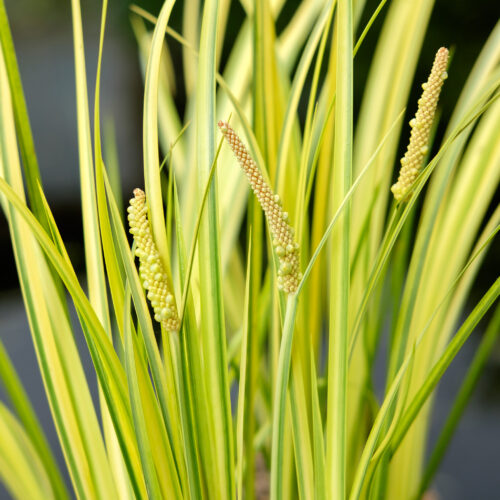 Acorus gramineus Ogon