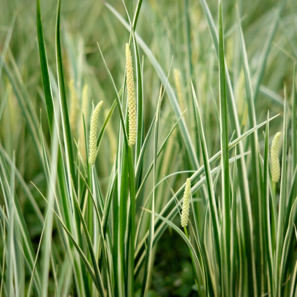 Acorus gramineus Argenteostriatus