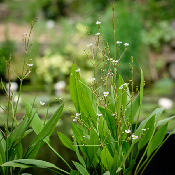Alisma lanceolatum