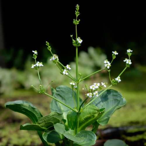 Alisma parviflorum