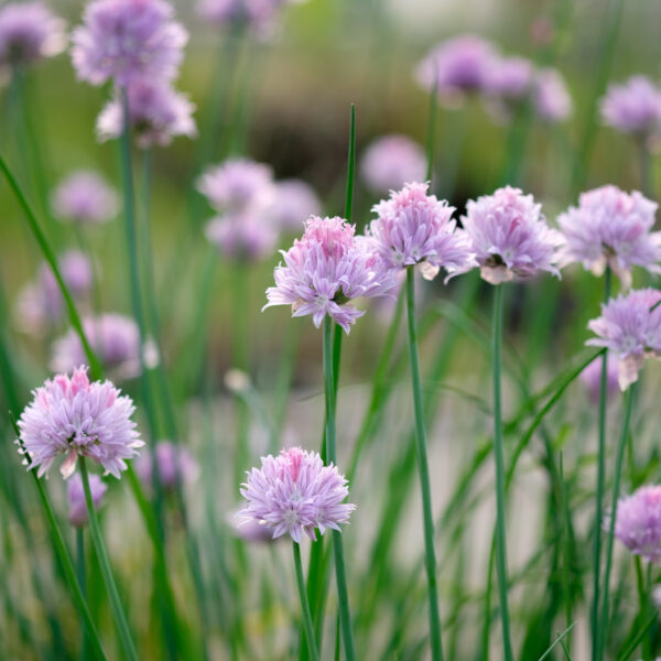 Allium schoenoprasum