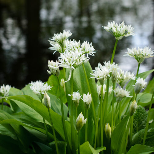 Allium ursinum