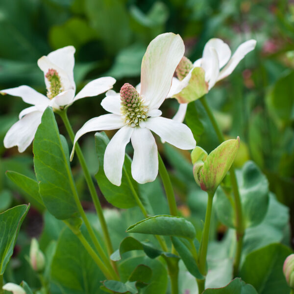 Anemopsis californica