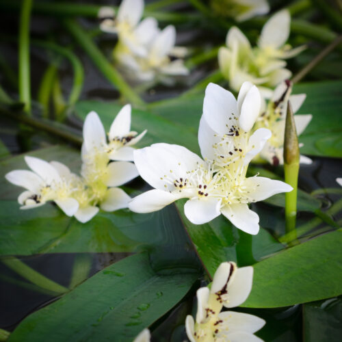 Aponogeton distachyos