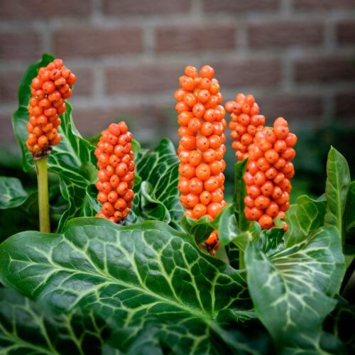 Arum italicum