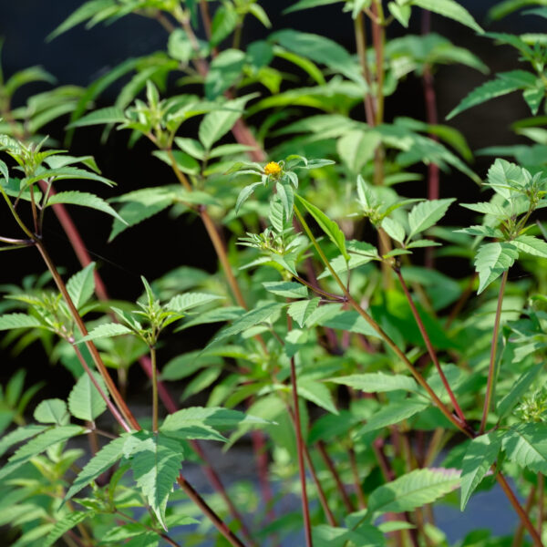 Bidens tripartita