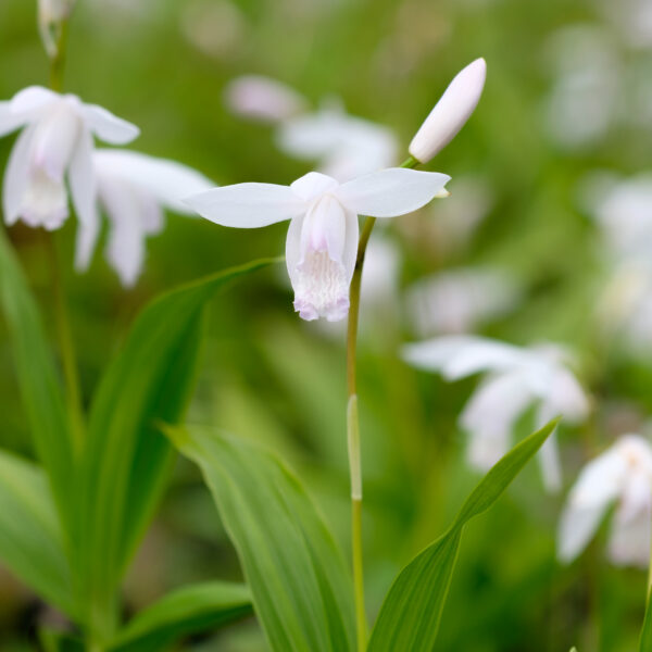 Bletilla striata Alba