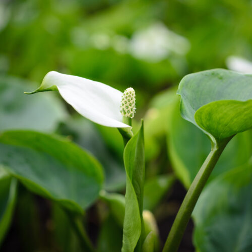 Calla palustris