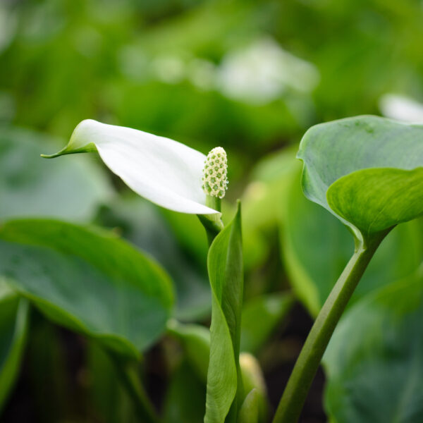 Calla palustris