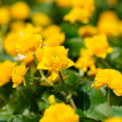 Caltha palustris Plena