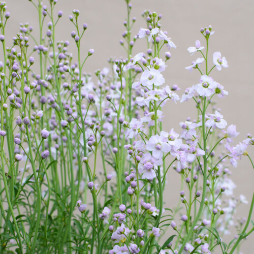 Cardamine pratensis Flore Pleno