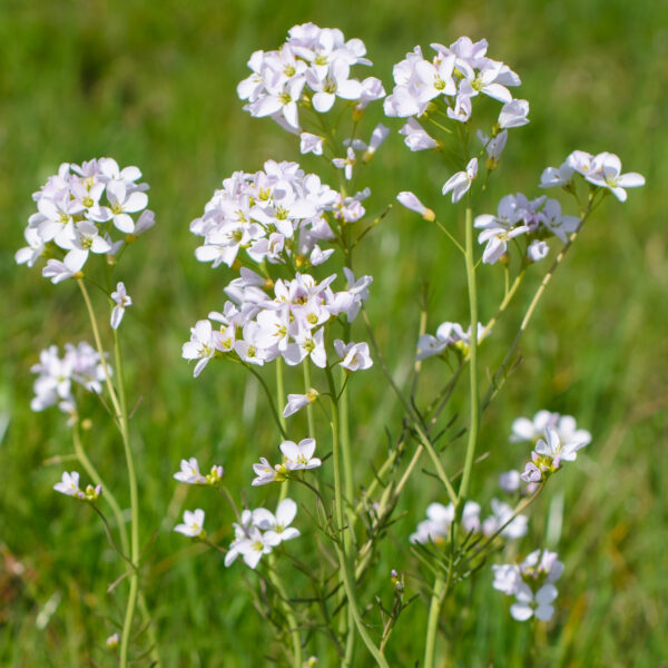 Cardamine pratensis
