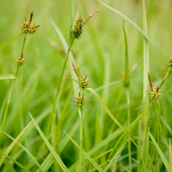 Carex flava