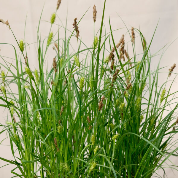 Carex hirta