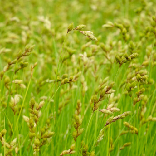 Carex muskingumensis