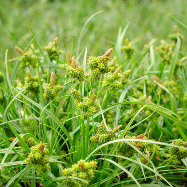 Carex oederi
