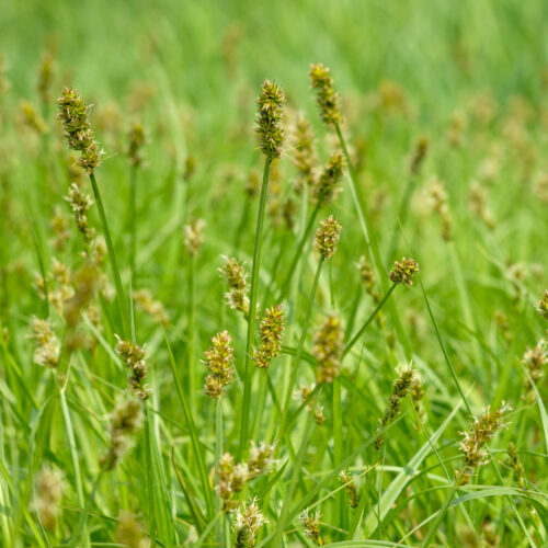 Carex otrubae