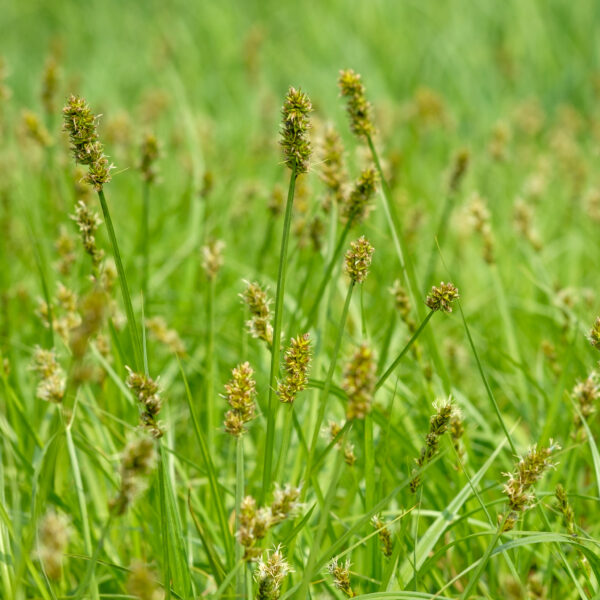 Carex otrubae