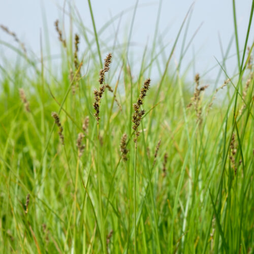 Carex paniculata