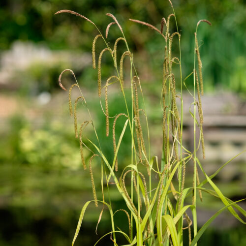 Carex pendula