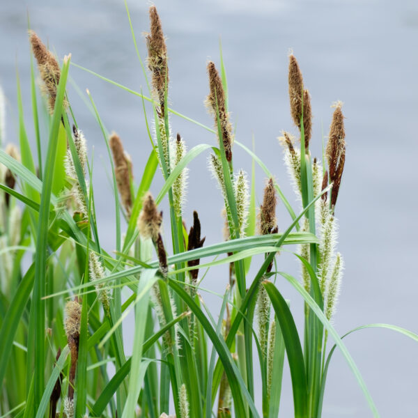 Carex riparia