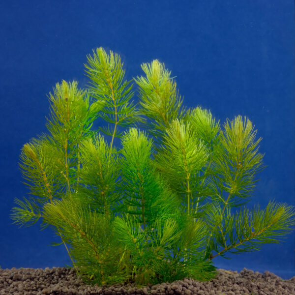 Ceratophyllum demersum