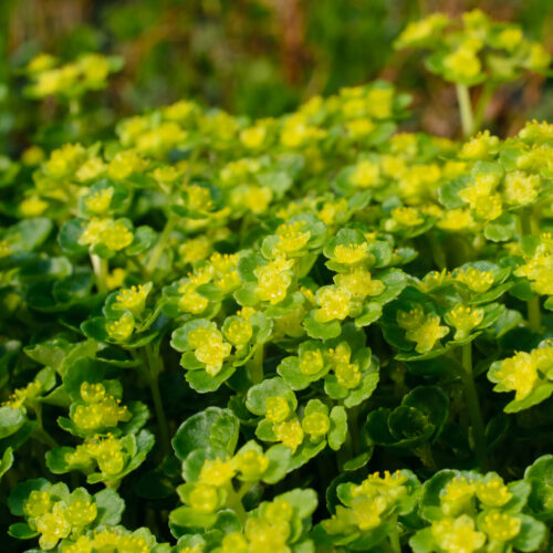 Chrysosplenium oppositifolium