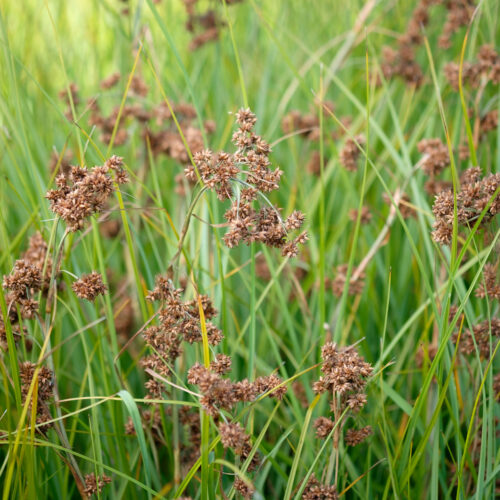 Cladium mariscus