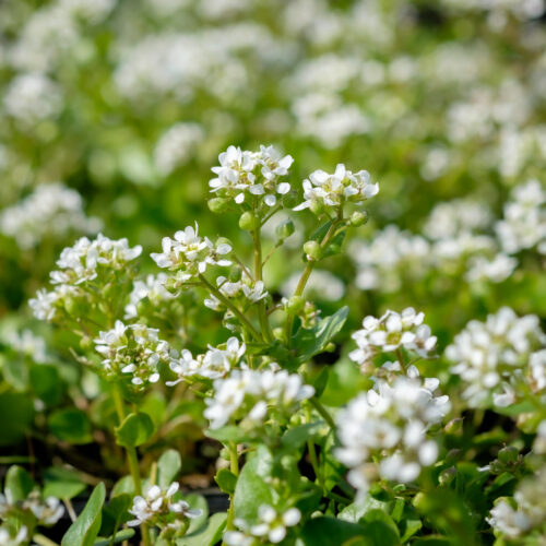 Cochlearia officinalis