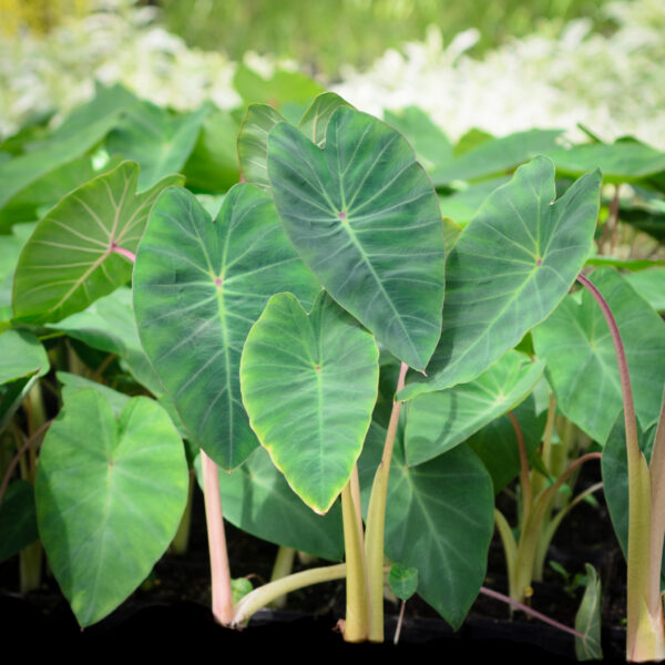 Colocasia esculenta