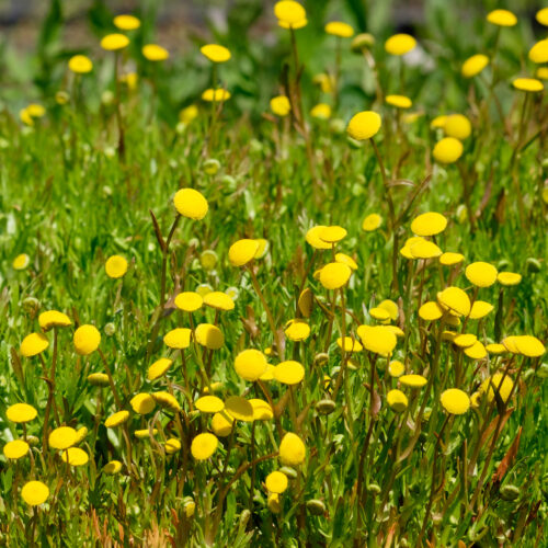 Cotula coronopifolia