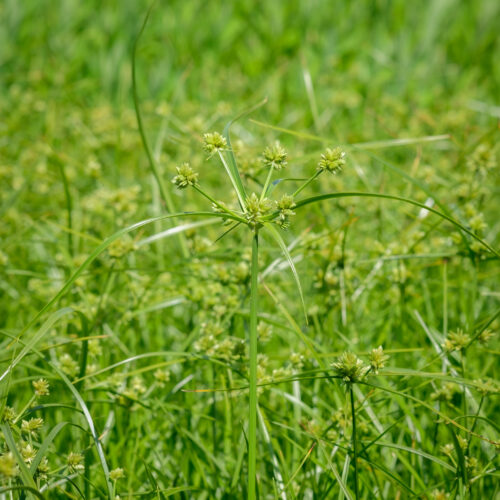 Cyperus alternifolius