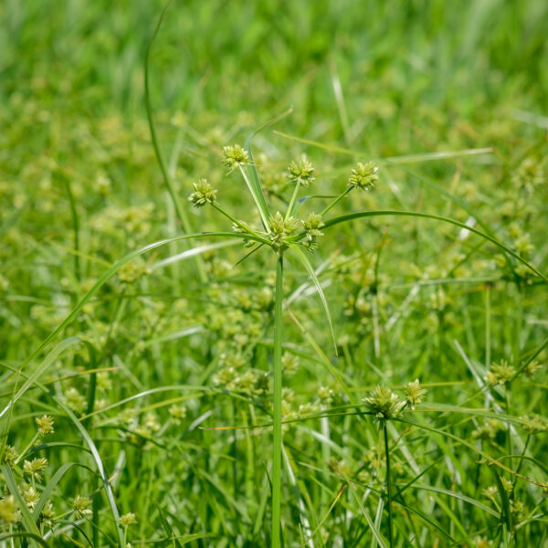 Cyperus alternifolius