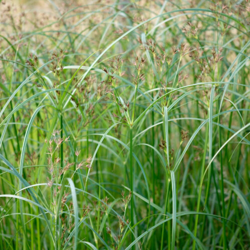 Cyperus longus