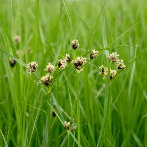 Bolboschoenus maritimus