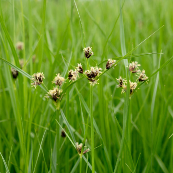 Bolboschoenus maritimus