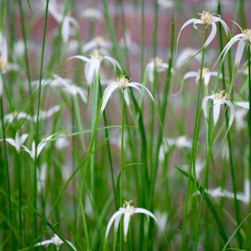 Rhynchospora colorata