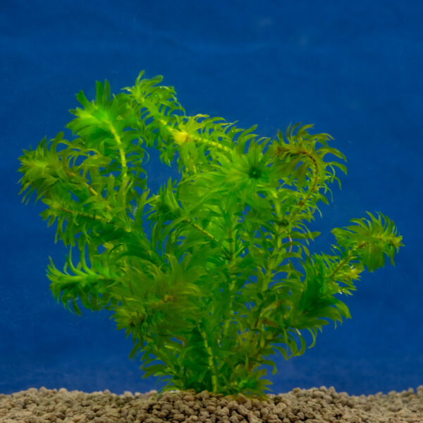 Egeria densa