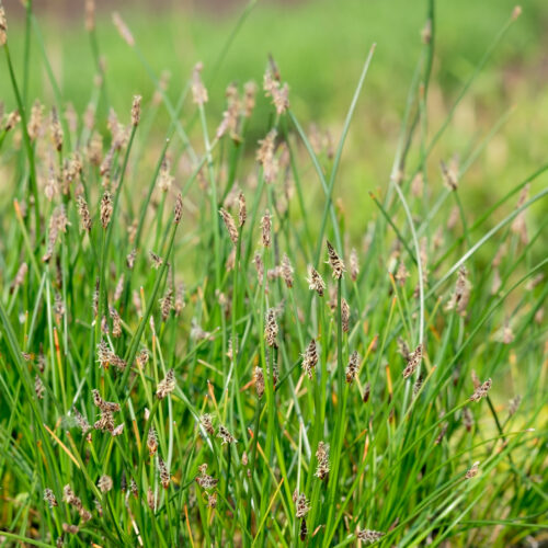 Eleocharis palustris