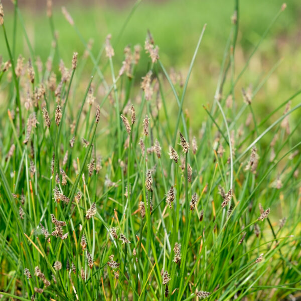 Eleocharis palustris