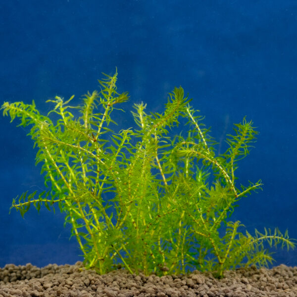 Elodea canadensis