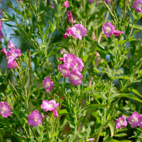 Epilobium hirsutum