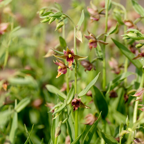 Epipactis gigantea