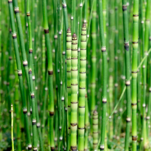 Equisetum hyemale